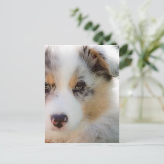 Carte Postale chiot berger australien (Debout devant)