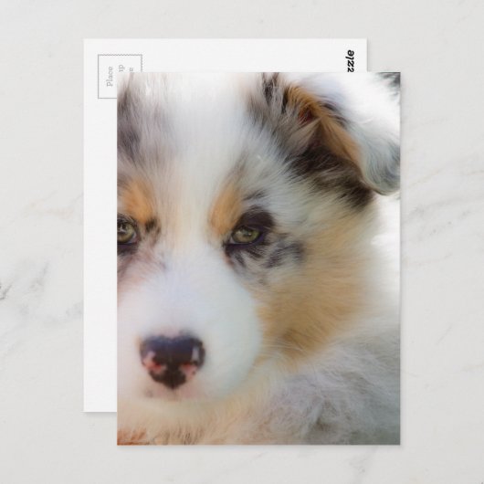 Carte Postale chiot berger australien (Devant / Derrière)