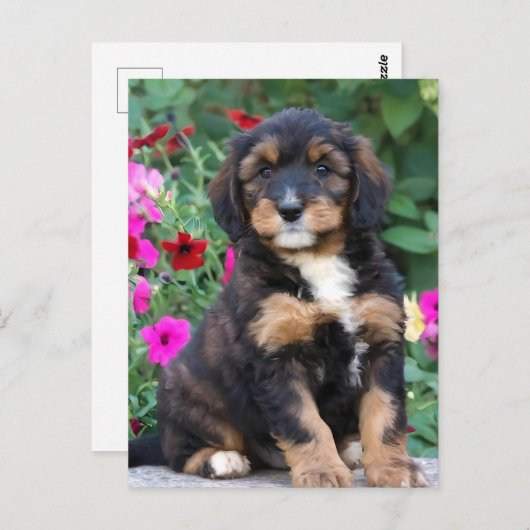 Carte Postale Chiot bernedoodle en pétunias (Devant / Derrière)