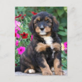 Carte Postale Chiot bernedoodle en pétunias (Devant)