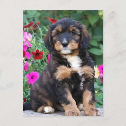 Carte Postale Chiot bernedoodle en pétunias (Devant)