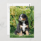 Carte Postale Chiot bernois (Devant / Derrière)