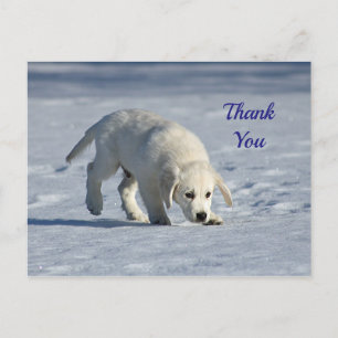 Carte Postale Chiot Blanc Mignon Photo de Neige Merci