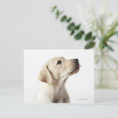 Carte Postale Chiot blond Labrador qui sort de la langue (Debout devant)