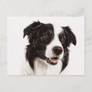 Carte Postale Chiot Border Collie - Bonjour, Amour, Tu me manque