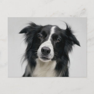 Carte Postale Chiot Border Collie - Bonjour, Je pense à toi