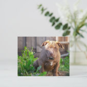 Carte Postale chiot bouledogue américain (Debout devant)