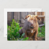 Carte Postale chiot bouledogue américain (Devant / Derrière)