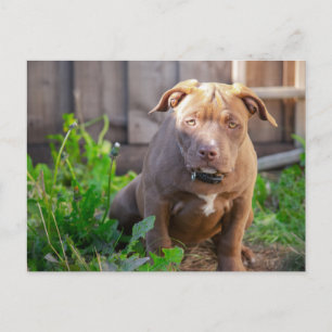 Carte Postale chiot bouledogue américain