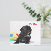 Carte Postale chiot bouledogue français (Debout devant)