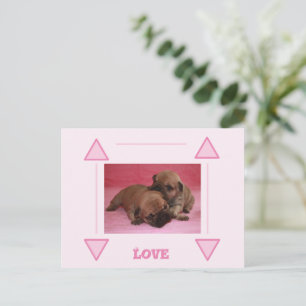 Carte Postale chiot bouledogue français Bouledogue Français