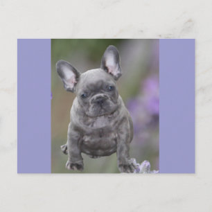 Carte Postale chiot bouledogue français Bouledogue Français