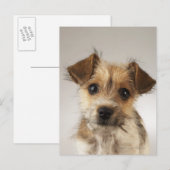 Carte Postale Chiot (Canis familiaris) (Devant / Derrière)