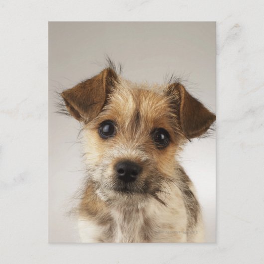 Carte Postale Chiot (Canis familiaris) (Devant)