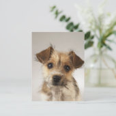 Carte Postale Chiot (Canis familiaris) (Debout devant)