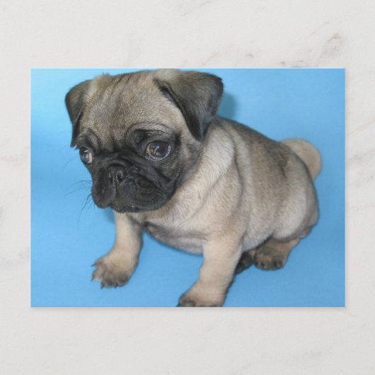 Carte Postale Chiot Carlin mignon (Devant)