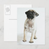 Carte Postale Chiot Carlin mignon (Devant / Derrière)