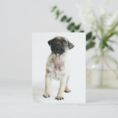 Carte Postale Chiot Carlin mignon (Debout devant)