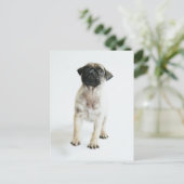 Carte Postale Chiot Carlin mignon (Debout devant)