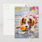 Carte postale chiot Cavalier Charles (Devant / Derrière)