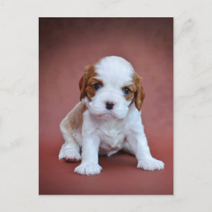 Carte Postale Chiot Cavalier King Charles Spaniel
