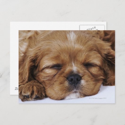 Carte Postale Chiot Cavalier King Charles Spaniel endormi (Devant / Derrière)