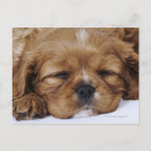 Carte Postale Chiot Cavalier King Charles Spaniel endormi (Devant)