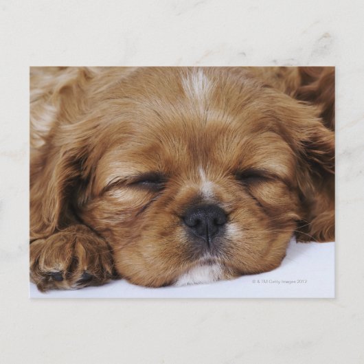 Carte Postale Chiot Cavalier King Charles Spaniel endormi (Devant)