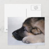 Carte postale Chiot Couché (Devant / Derrière)