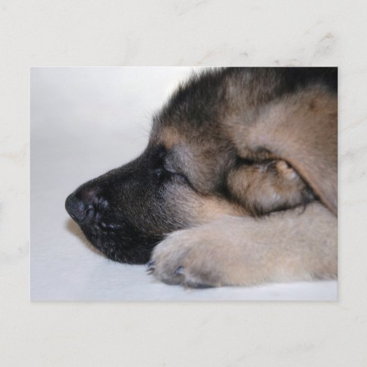 Carte postale Chiot Couché (Devant)