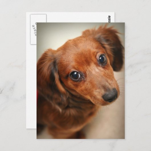 Carte Postale Chiot Dachshund (Devant / Derrière)