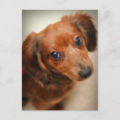 Carte Postale Chiot Dachshund (Devant)