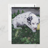 Carte Postale Chiot dalmate avec une balle (Devant / Derrière)