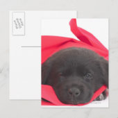 Carte Postale Chiot dans la couverture (Devant / Derrière)