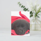 Carte Postale Chiot dans la couverture (Debout devant)