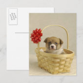 Carte Postale Chiot dans un panier (Devant / Derrière)