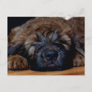Carte Postale chiot de briard