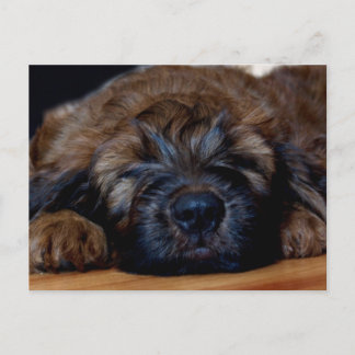Carte Postale chiot de briard