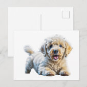 Carte Postale Chiot de caniche (Devant / Derrière)