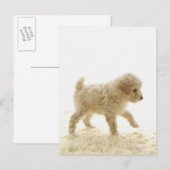 Carte Postale Chiot de caniche (Devant / Derrière)
