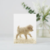 Carte Postale Chiot de caniche (Debout devant)
