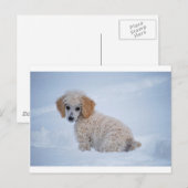 Carte Postale Chiot de caniche blanc précieux dans la neige (Devant / Derrière)