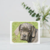Carte Postale Chiot de canne Corso 8R062D-25 (Debout devant)