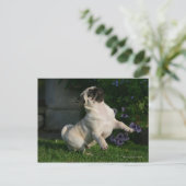 Carte Postale Chiot de carlin de faon (Debout devant)