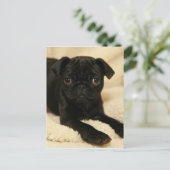Carte Postale Chiot de Carlin noir (Debout devant)