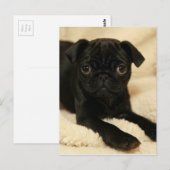 Carte Postale Chiot de Carlin noir (Devant / Derrière)