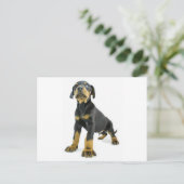 Carte Postale Chiot de Doberman (Debout devant)