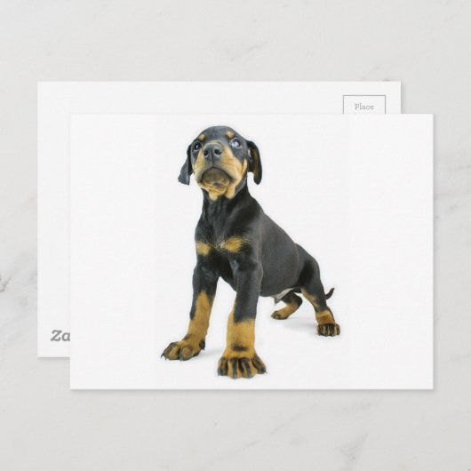 Carte Postale Chiot de Doberman (Devant / Derrière)