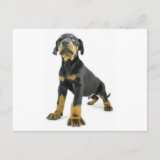 Carte Postale Chiot de Doberman (Devant)