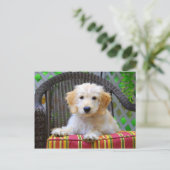 Carte Postale Chiot de Doodle Doré (Debout devant)